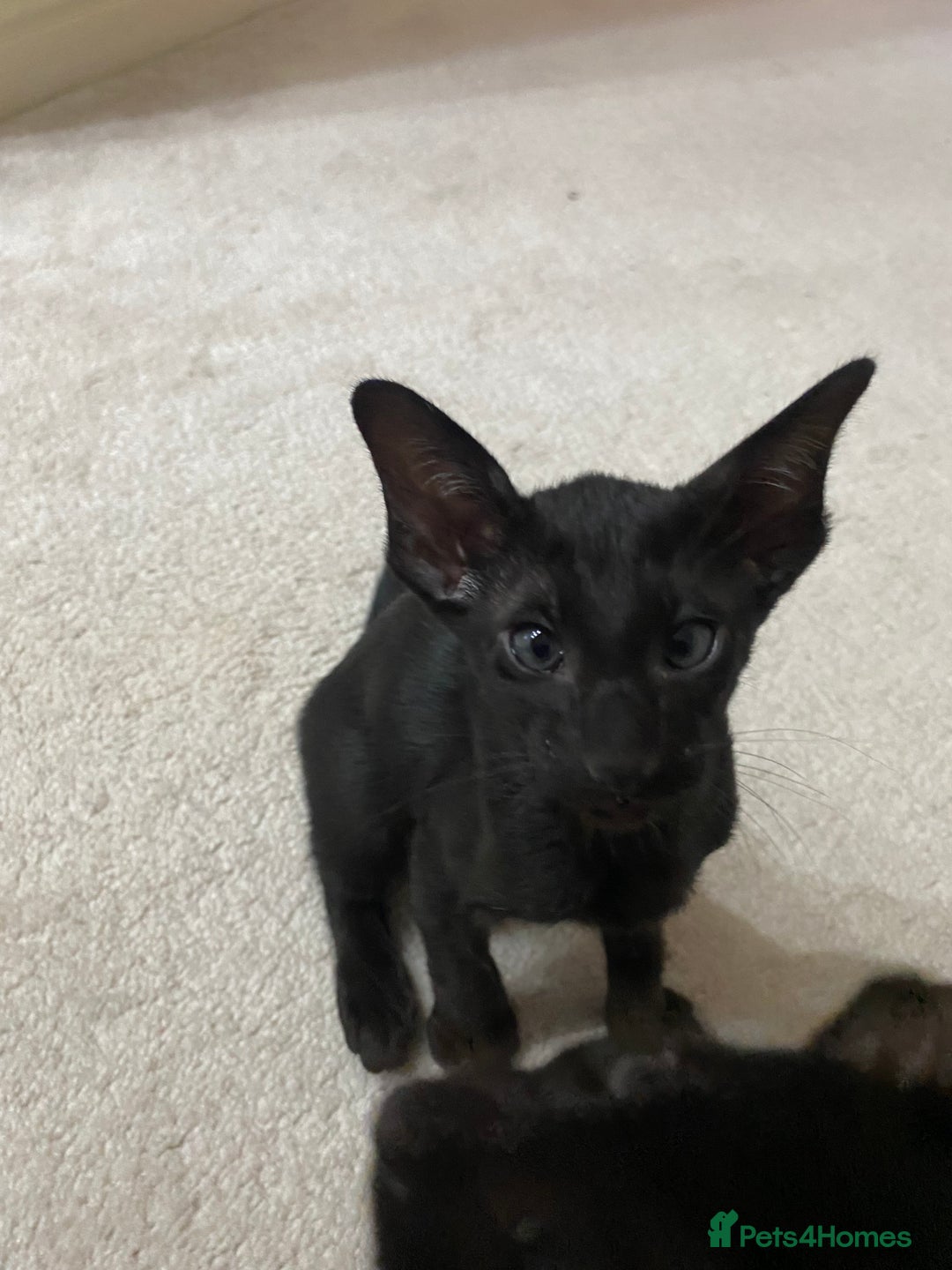 Oriental cats for sale: Beautiful Oriental Kittens for Sale - Advert 33