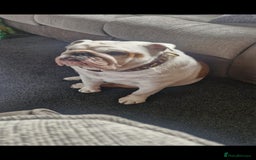 English Bulldog dogs for sale: Neil  - Image 9