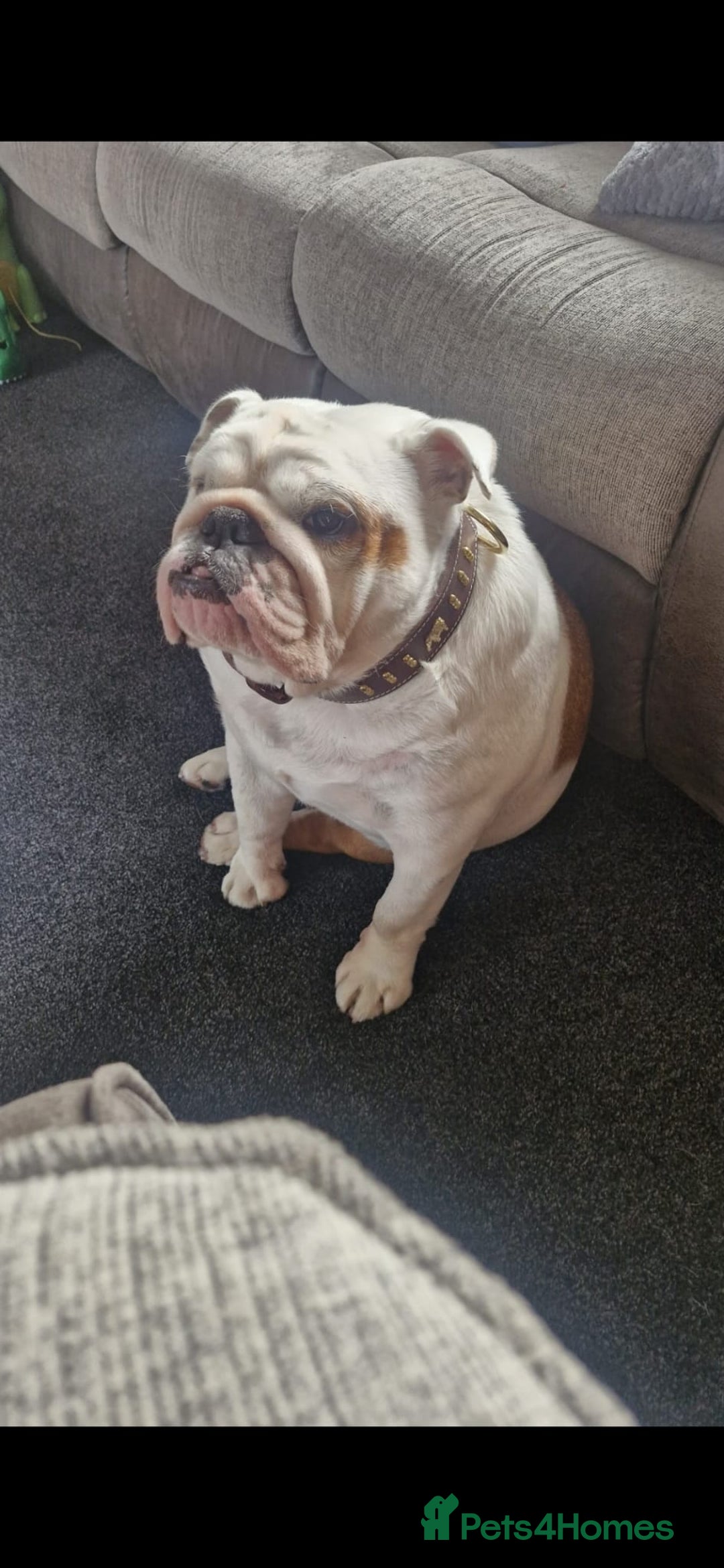 English Bulldog dogs for sale: Neil  - Image 9