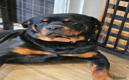 Rottweiler dogs for stud: Rottweiler Stud KC REGISTERED  in Buckingham - Image 2