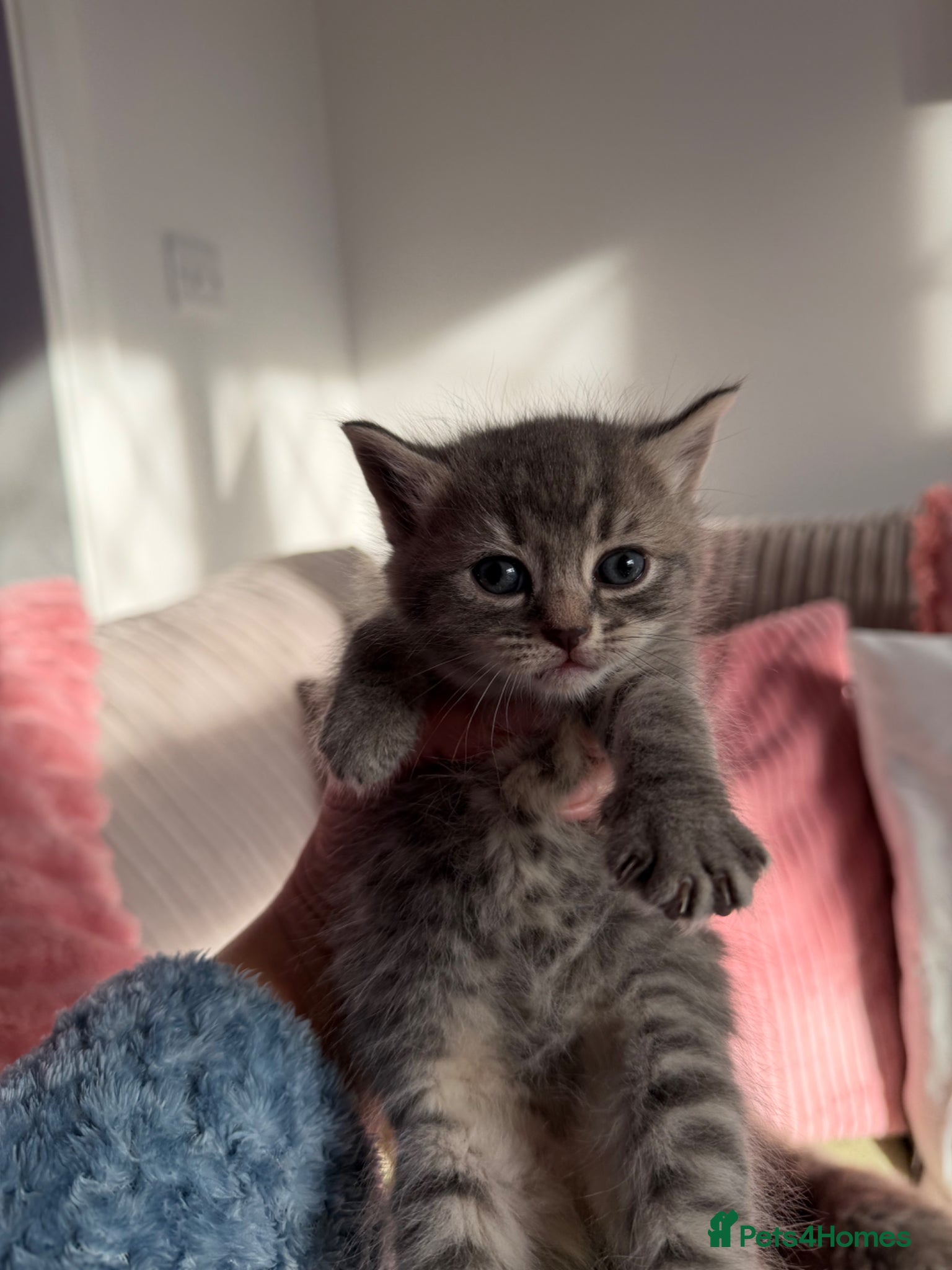 British Shorthair cats Beautiful grey kittens - Advert 1