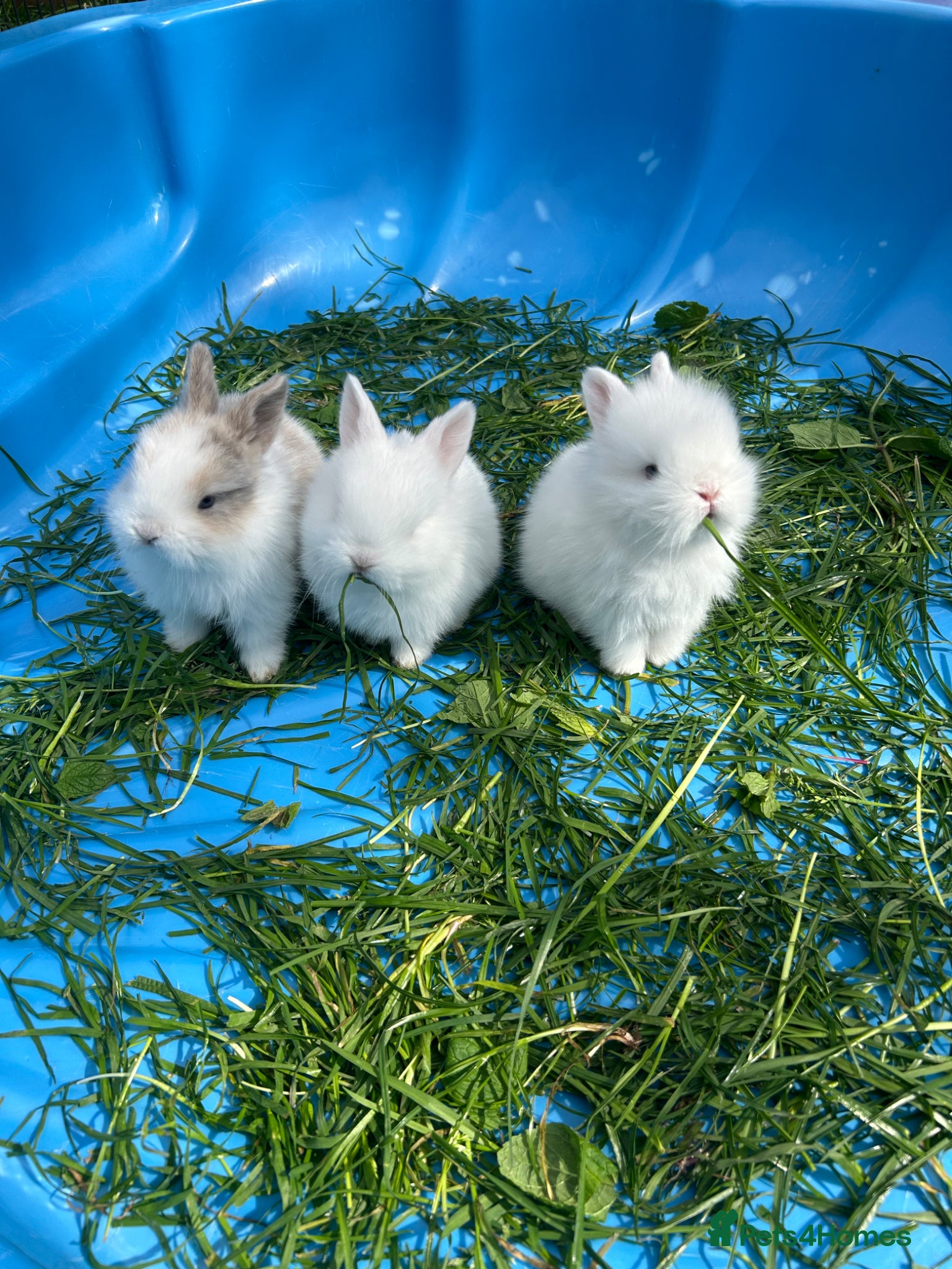 Mini Lop rabbits mini lop bunnies  - Advert 1