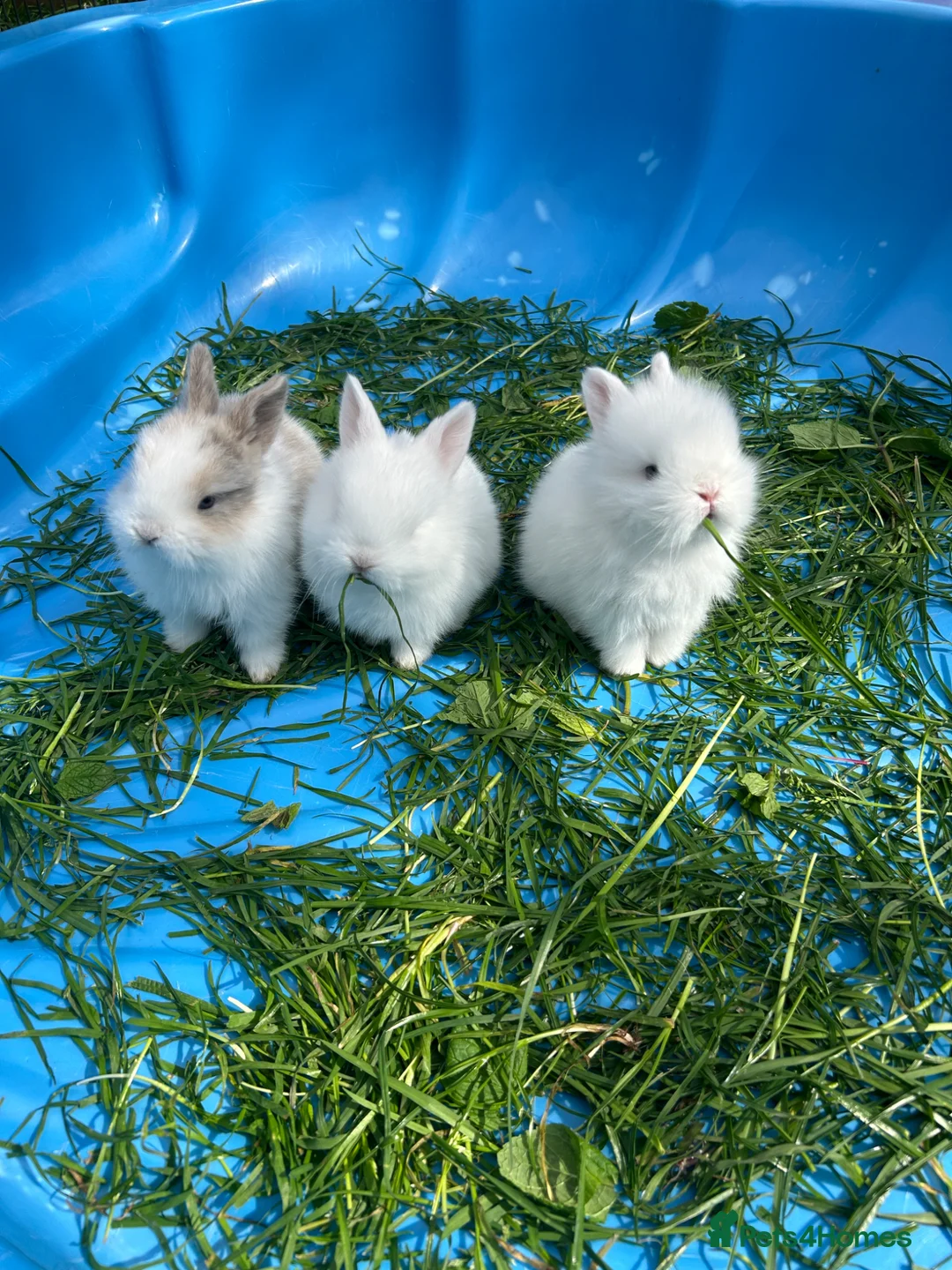 Mini Lop rabbits for sale: mini lop bunnies  in Birmingham - Advert 1