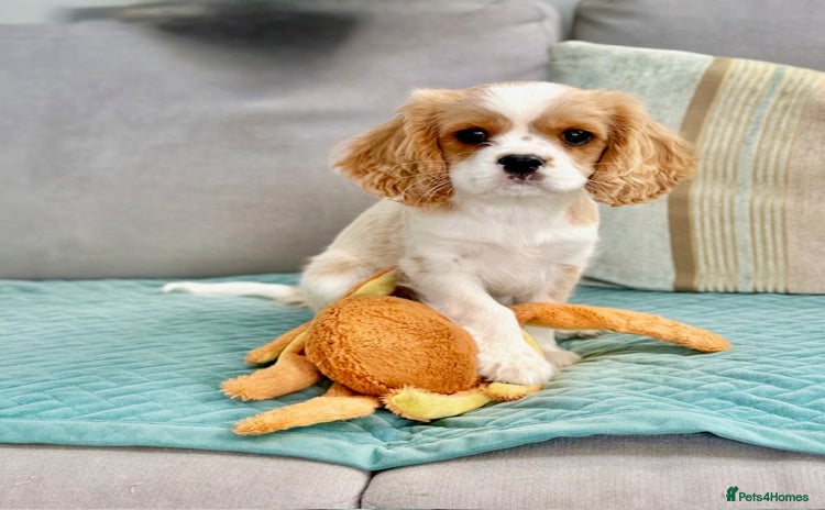 Cavalier King Charles Spaniel dogs - Advert 9
