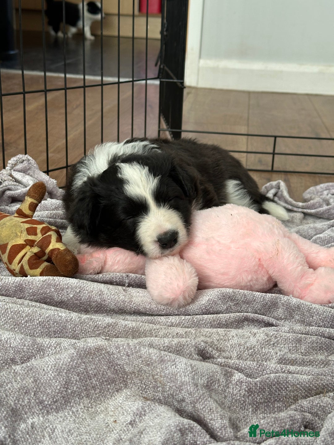 Border Collie dogs for sale: Beautiful Border collie Puppies - Image 10
