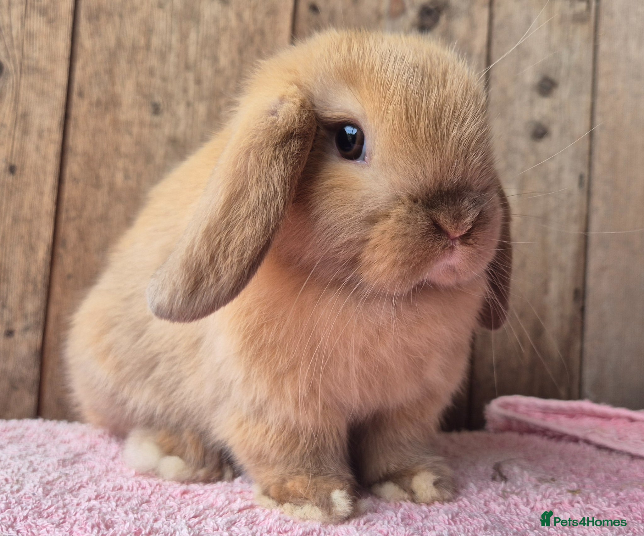 Mini Lop rabbits Mini lop baby rabbits. Ready now.  - Advert 8