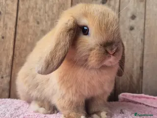 Mini Lop rabbits Mini lop baby rabbits. Ready now. - Advert 1