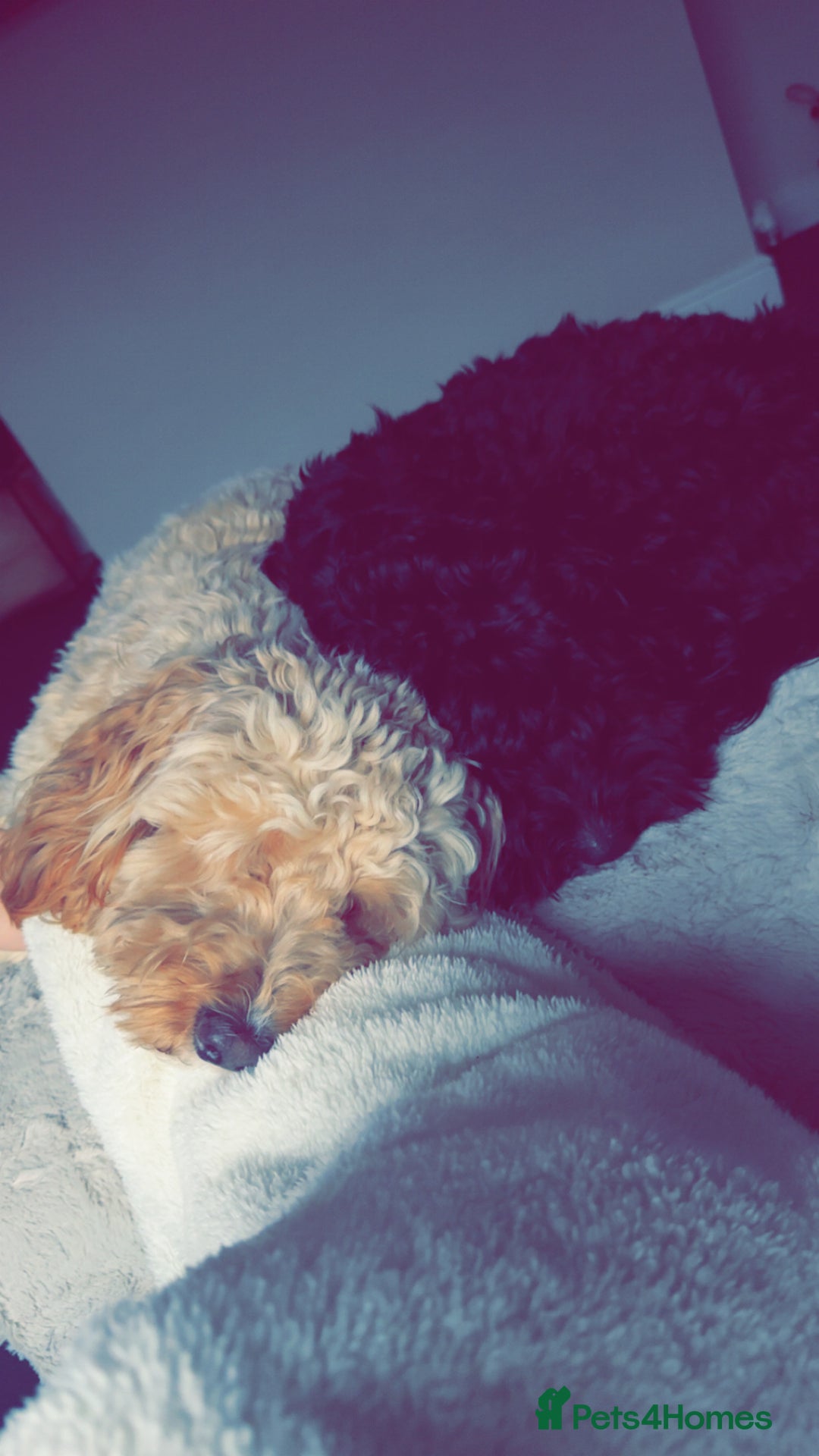 Cockapoo dogs for sale: 2 cockapoo brothers - Advert 1