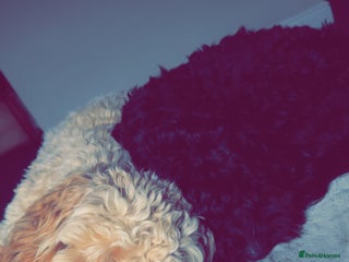 Cockapoo dogs 2 cockapoo brothers - Advert 1