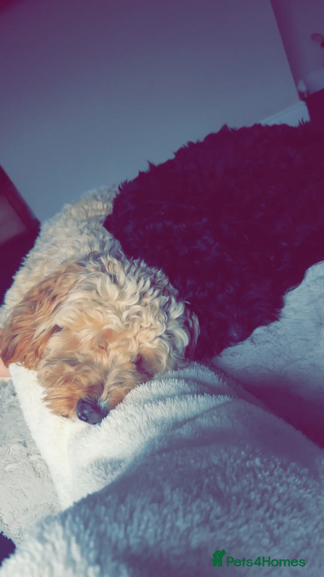 Cockapoo dogs for sale: 2 cockapoo brothers - Advert 1