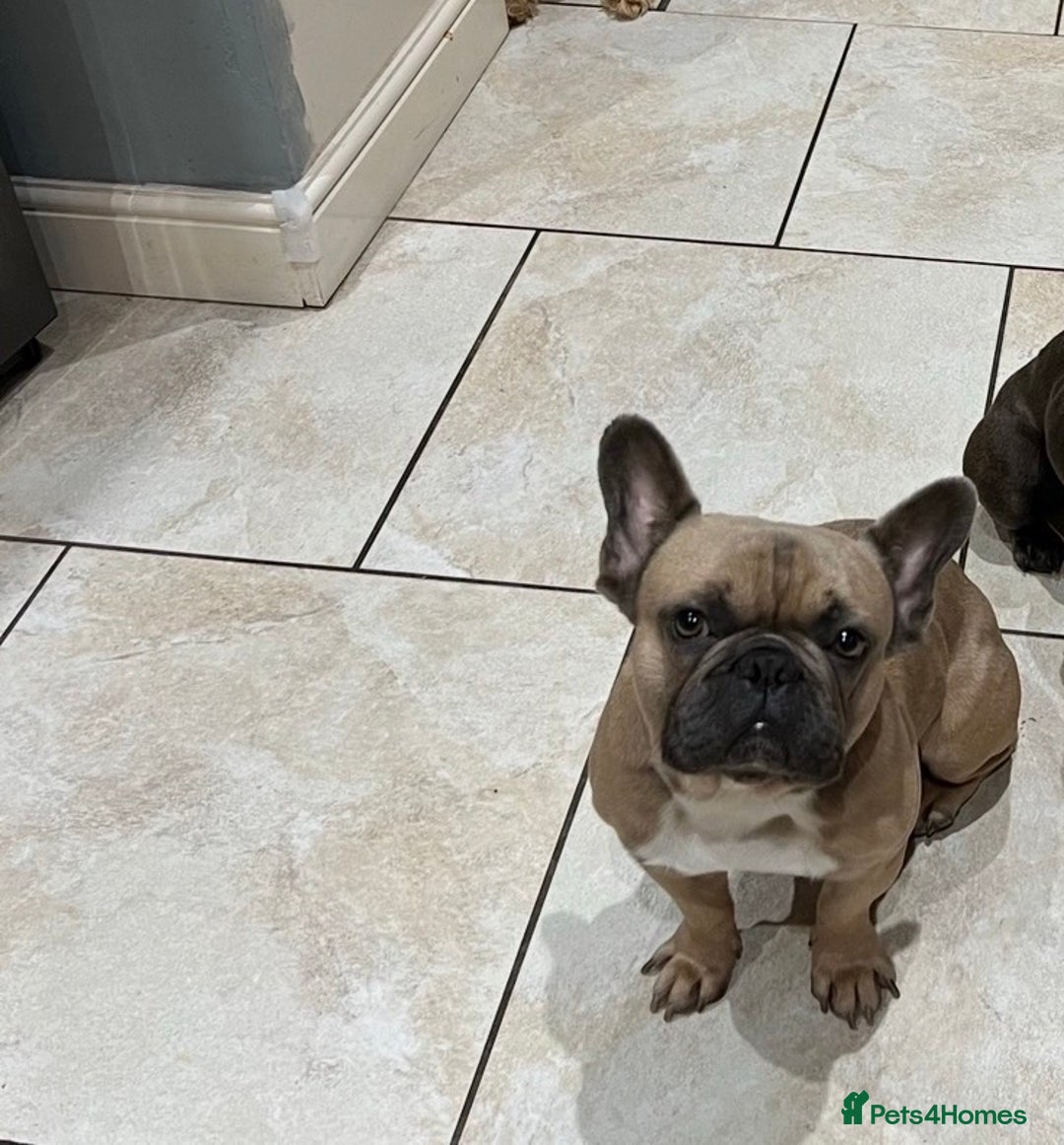 French Bulldog dogs for stud: 5yo Proven French Bulldog Stud – Lilac Gene - Advert 2