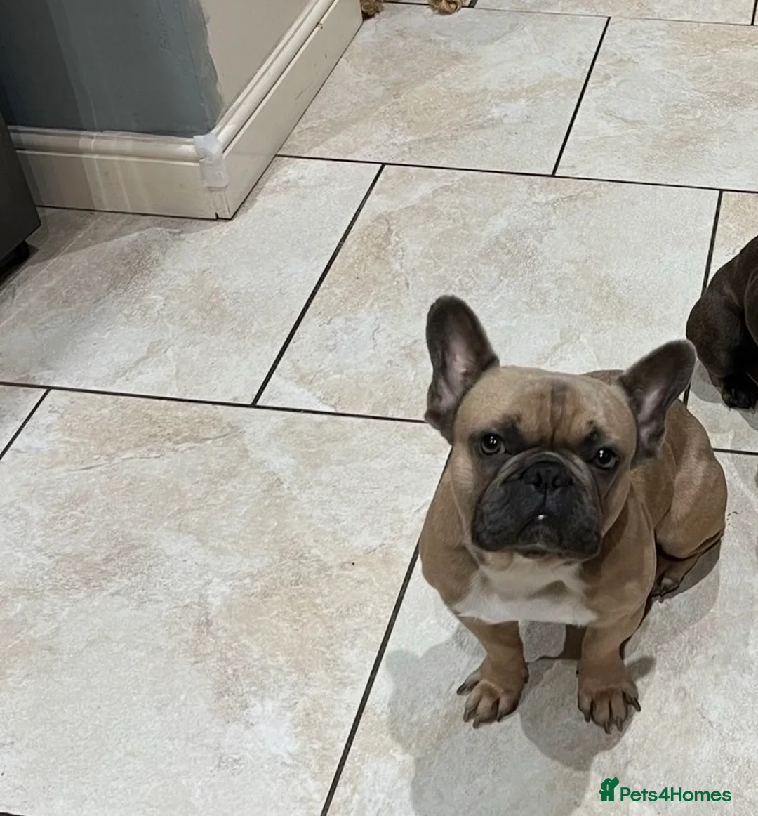 French Bulldog dogs for stud: 5yo Proven French Bulldog Stud – Lilac Gene - Advert 2