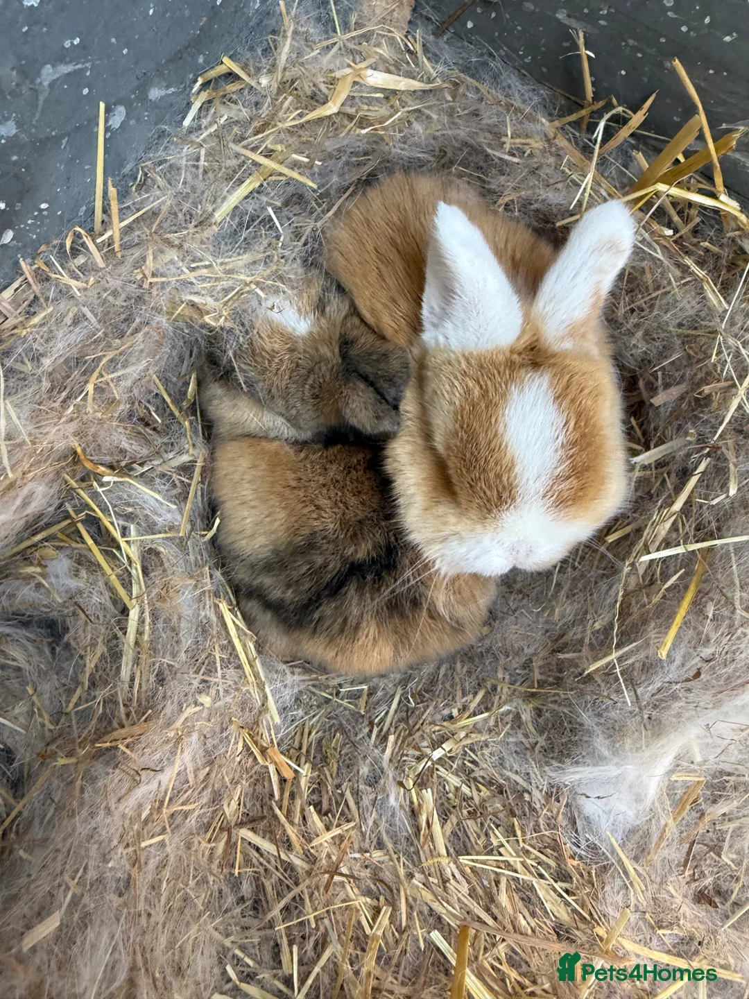 Mixed Breed rabbits for sale: 2 baby bunnies - Advert 1