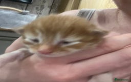 Maine Coon cats for sale: Maine coon kittens - Image 6