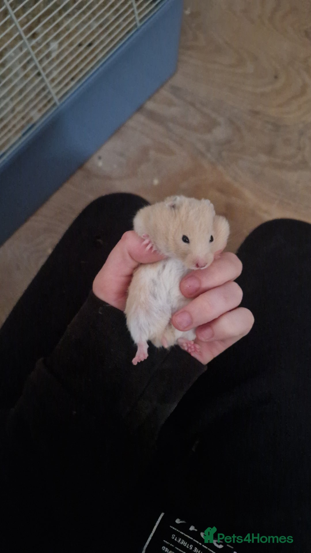 Hamster rodents for sale: 2 girls left Syrian hamsters  - Advert 10