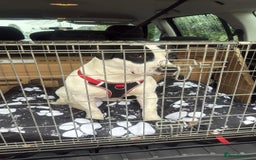 Mixed Breed dogs for sale: Patterdale cross springer cross boxer  - Image 5