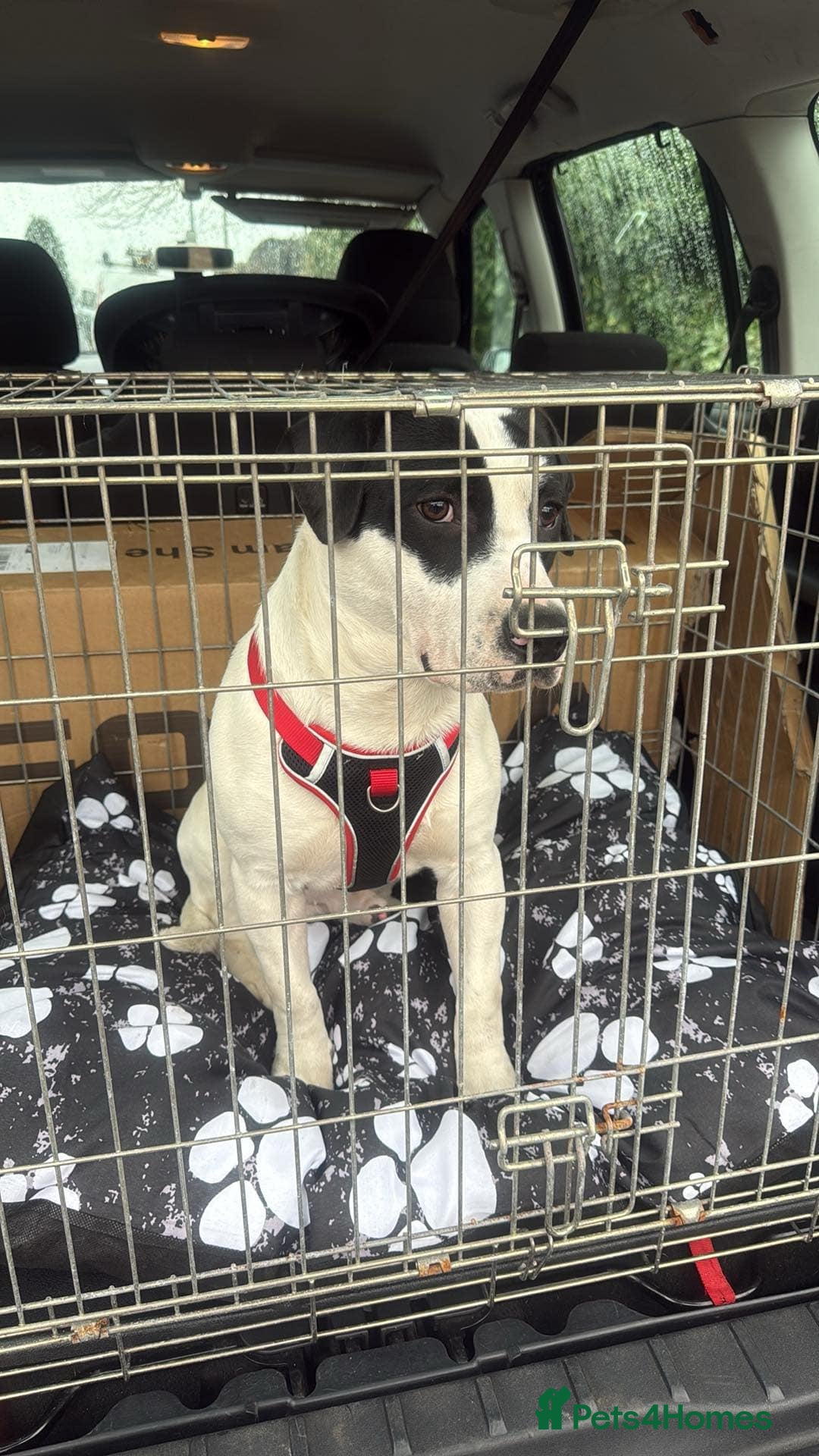 Mixed Breed dogs for sale: Patterdale cross springer cross boxer  - Image 5