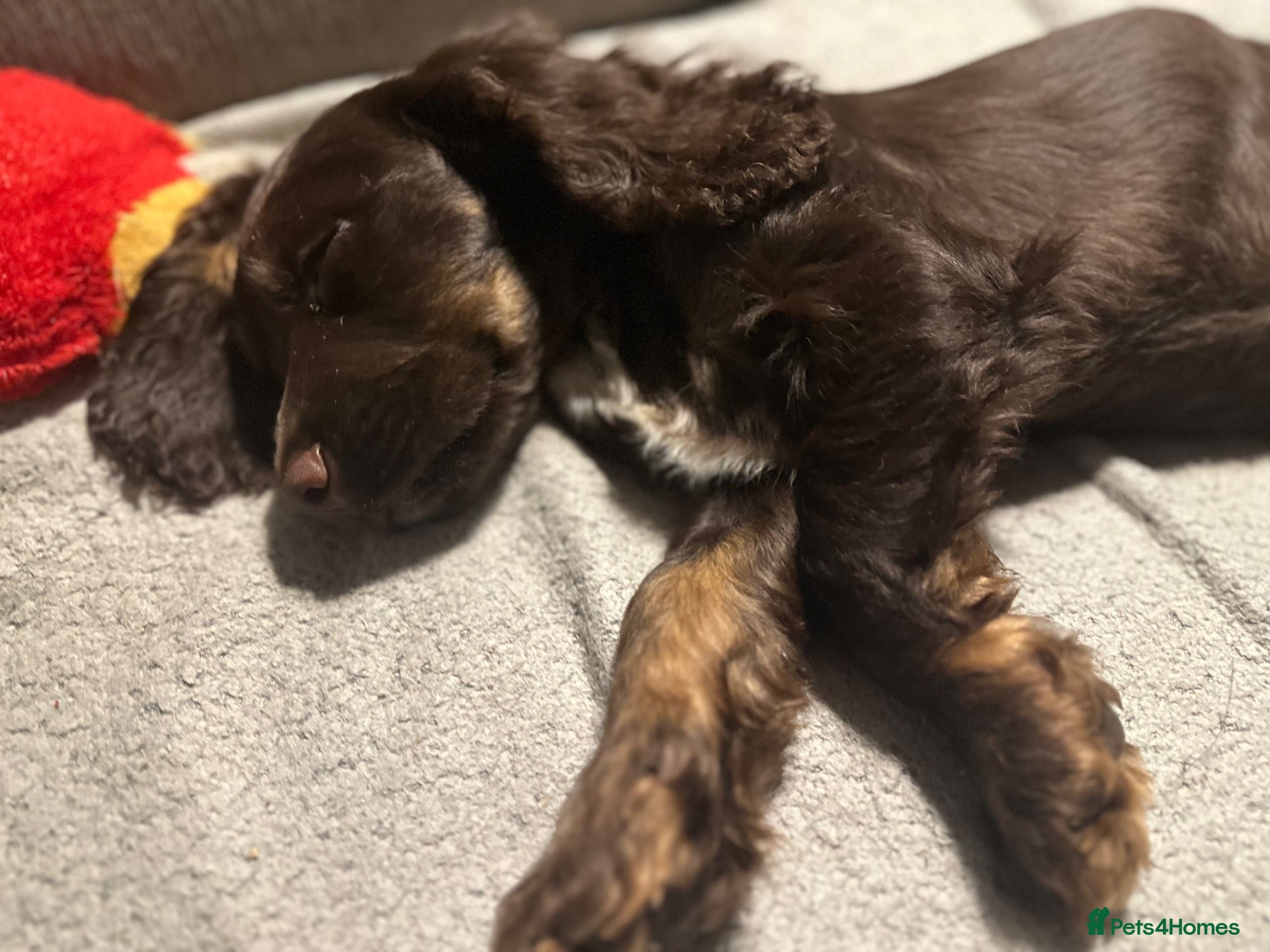 Cocker Spaniel dogs Last Beautiful Cocker Spaniel , Newton Aycliffe  - Advert 10