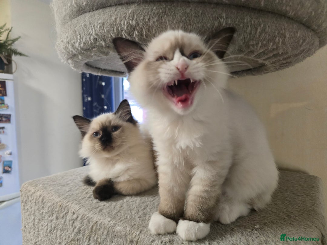 Ragdoll cats for sale: Gccf registered little Queens available 🥰 - Advert 7