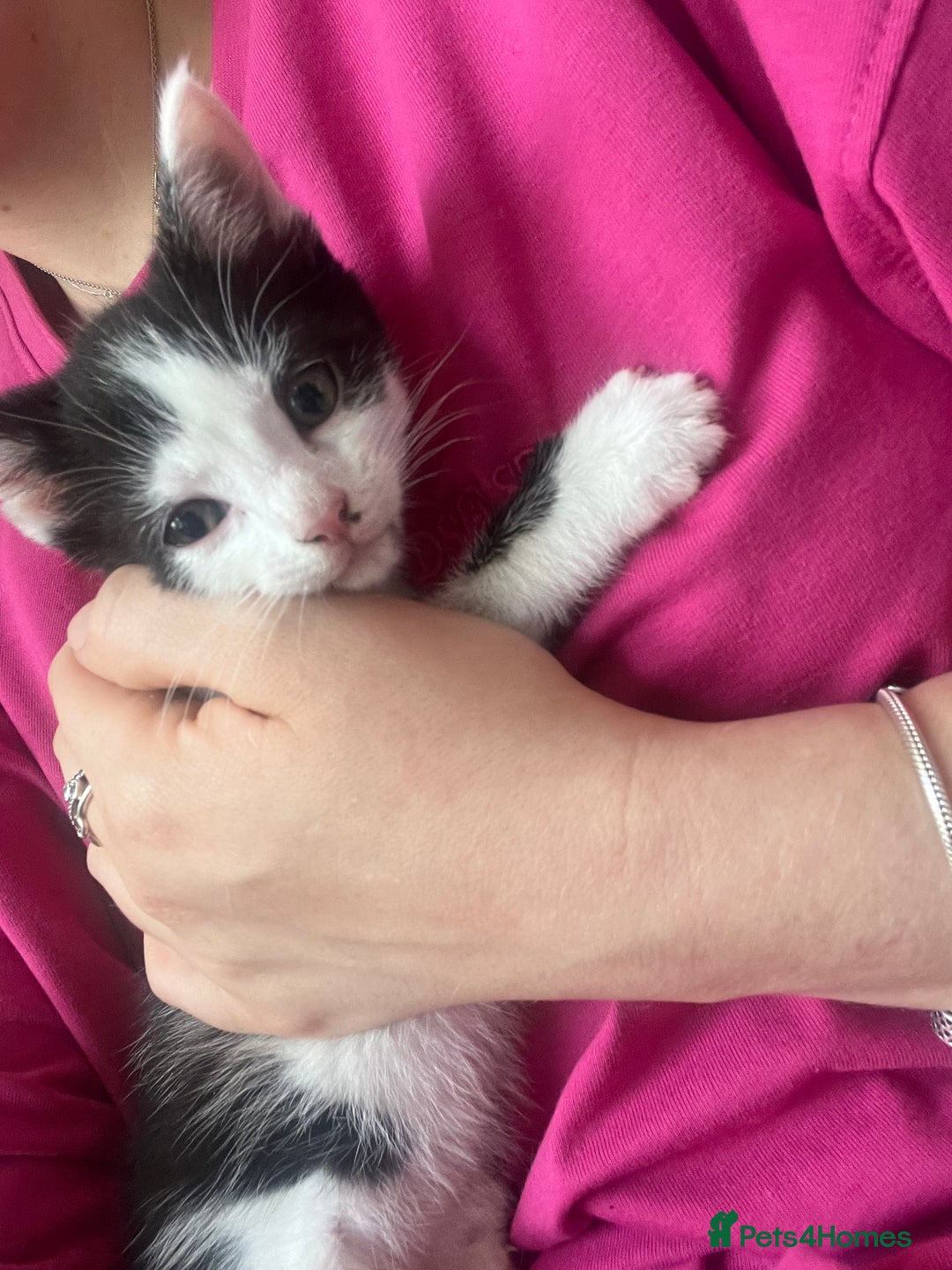 Mixed Breed cats for sale: Ready to meet the new fam! Microchipped & insured  - Image 1