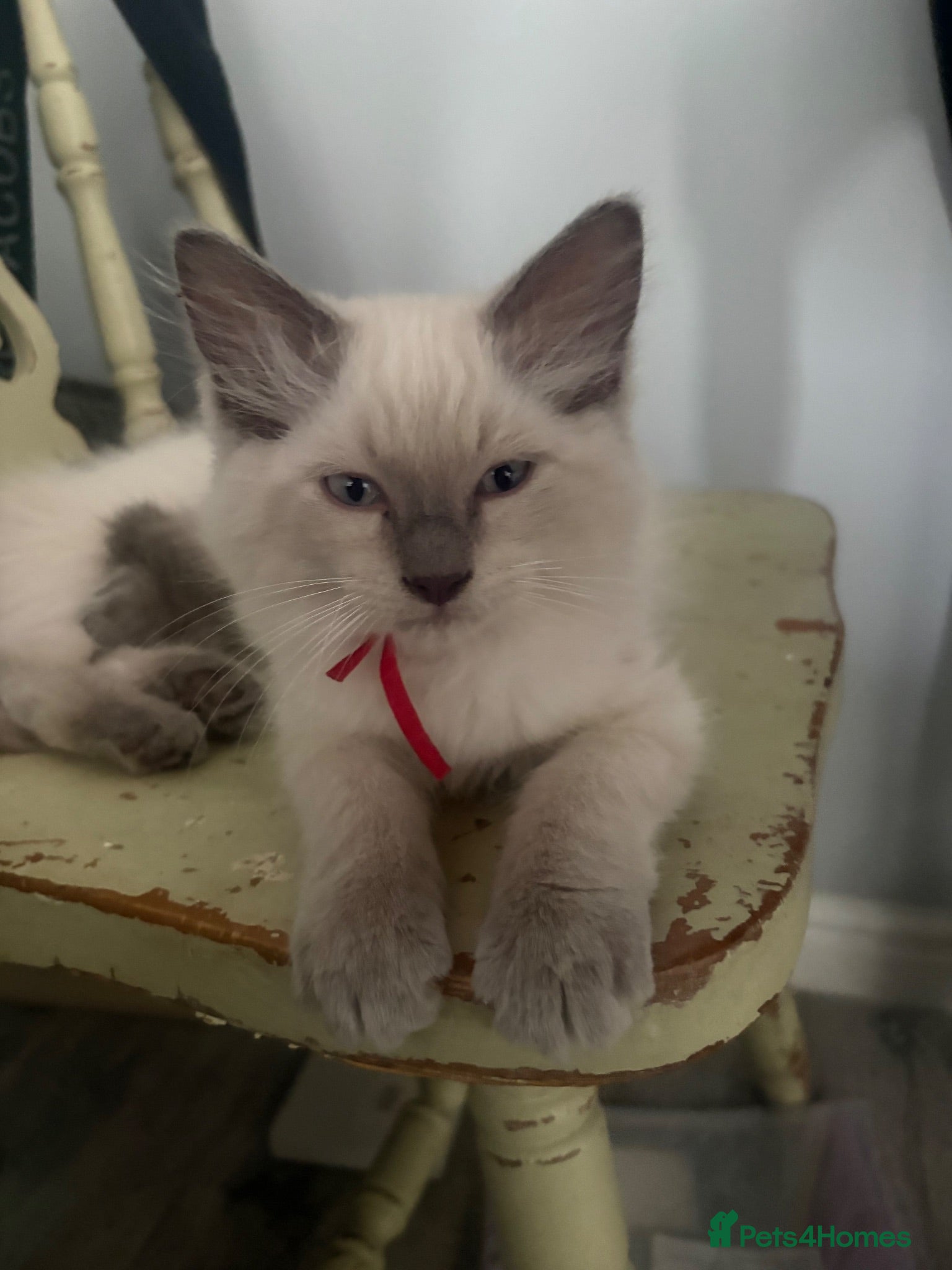 Ragdoll cats ❤️ fully vaccinated pure Ragdoll ready 25th August - Advert 11