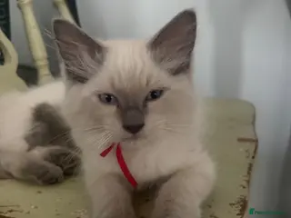 Ragdoll cats ❤️ fully vaccinated pure Ragdoll ready 25th August - Advert 11
