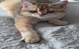 British Shorthair cats for sale: BSH GCCF Girl and Boy NY 12 GOLDEN BLACK SHEDDED  in Basildon - Image 10