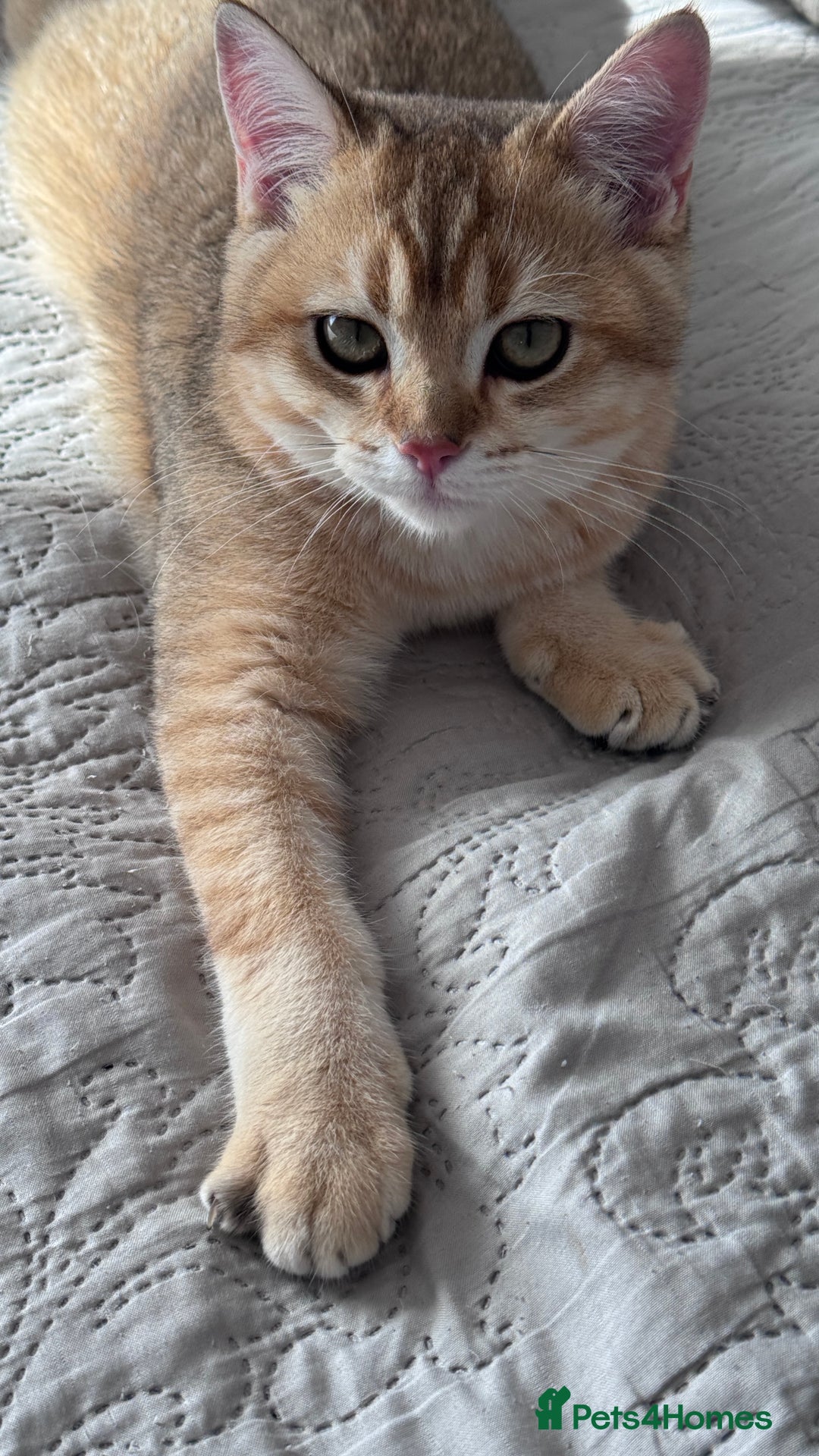 British Shorthair cats for sale: BSH GCCF Girl and Boy NY 12 GOLDEN BLACK SHEDDED  in Basildon - Image 10