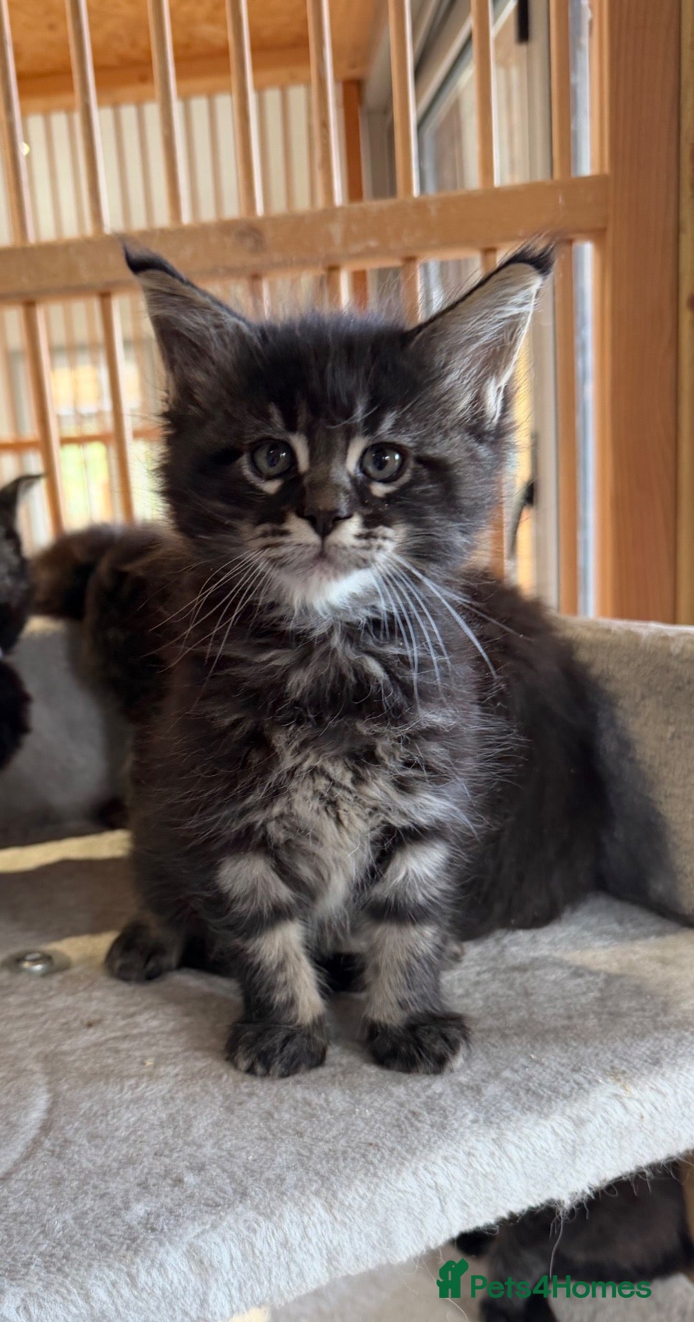 Maine Coon cats for sale: Beautiful Chunky Maine coon GCCF reg boys  - Advert 1