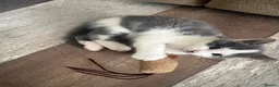 Domestic Shorthair cats for sale: 2 male kittens left out a litter of 5  in West Bromwich - Advert 3