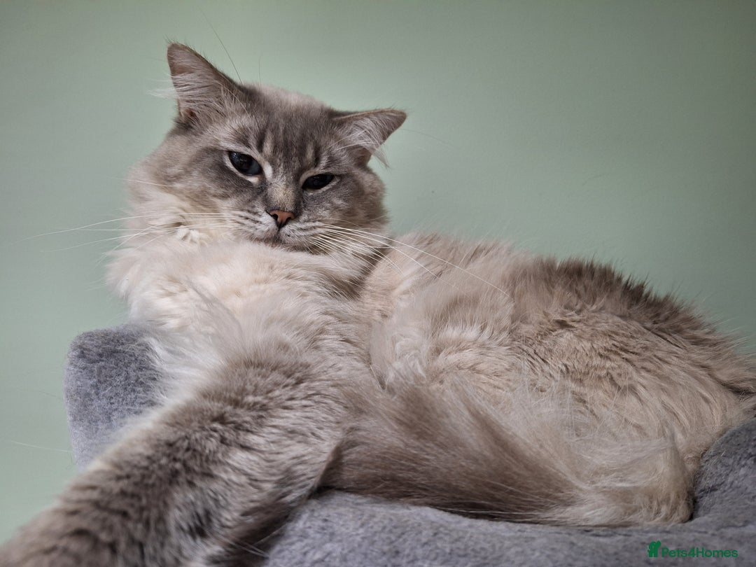 Ragdoll cats for stud: Ragdoll Stud  in Manchester - Image 6