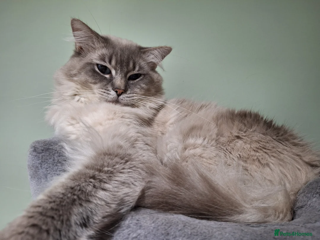 Ragdoll cats for stud: Ragdoll Stud  in Manchester - Advert 5