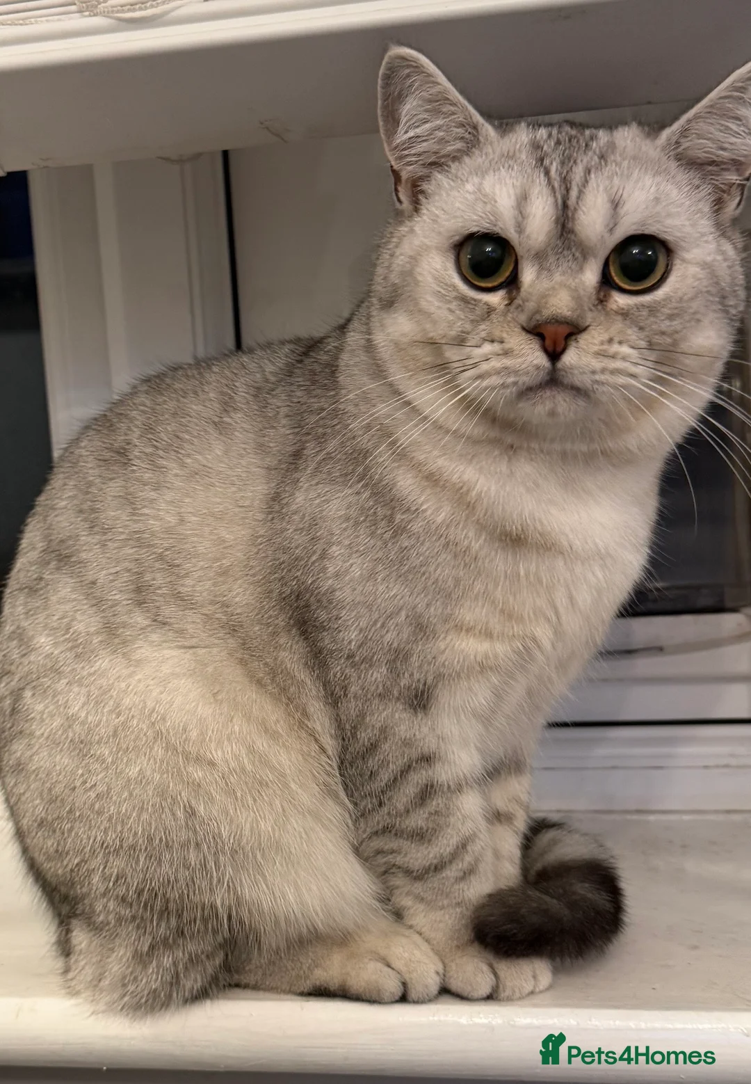 British Shorthair cats for sale: British shorthair  - Advert 1