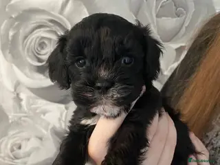 Cavapoo dogs F1 Cavapoo puppies for sale only 3 left - Advert 1