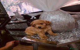Maltipoo dogs for sale: Maltipoo tiny babies  - Image 3
