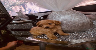 Maltipoo dogs - Advert 7