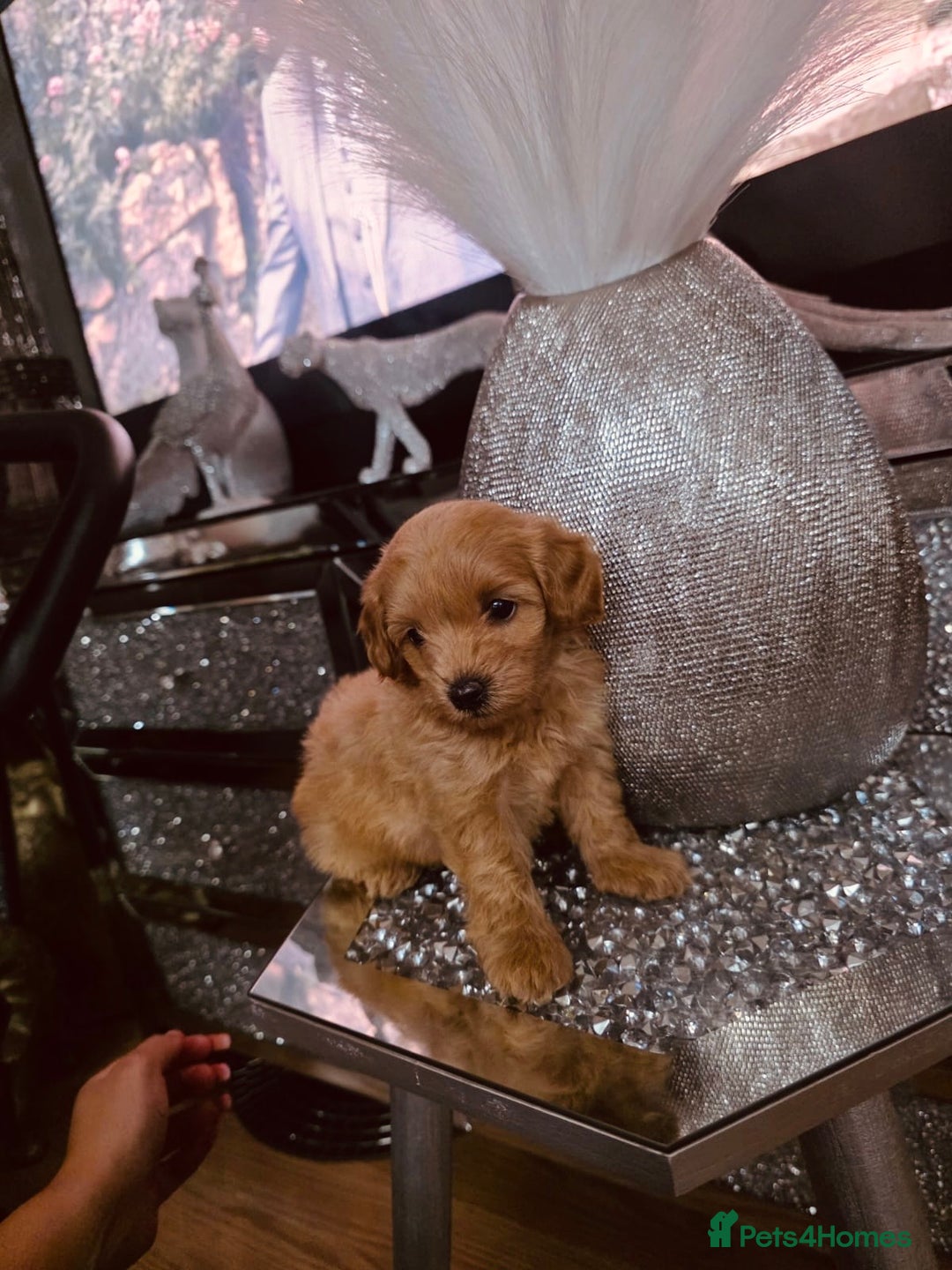 Maltipoo dogs for sale: Maltipoo tiny babies  - Image 3