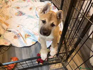 Akita dogs American Akita Puppies (Ready to leave) - Advert 13
