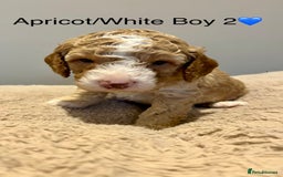 Cockapoo dogs for sale: 🐾STUNNING COCKAPOO PUPPIES🐾DNA TESTED PARENTS🧬 - Image 23