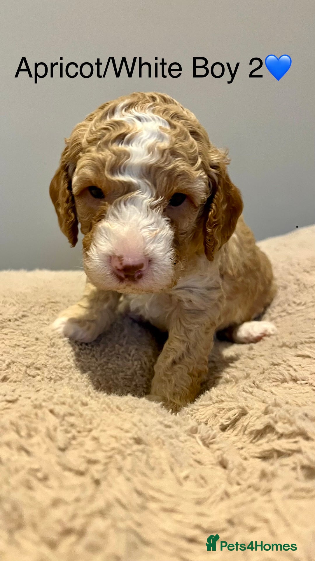 Cockapoo dogs for sale: 🐾STUNNING COCKAPOO PUPPIES🐾DNA TESTED PARENTS🧬 - Image 23