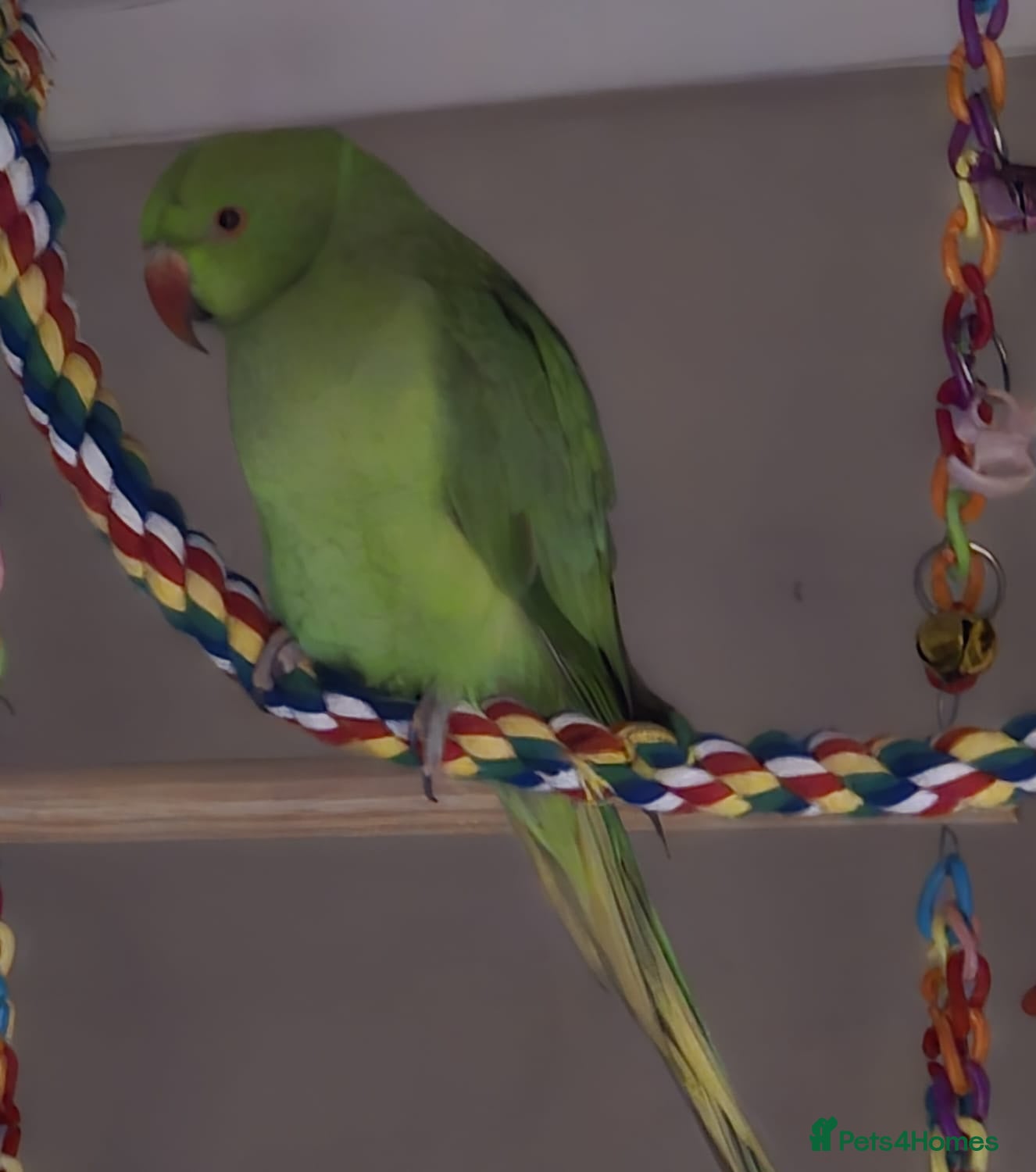 Ringnecks birds Ringneck/cage - Advert 1