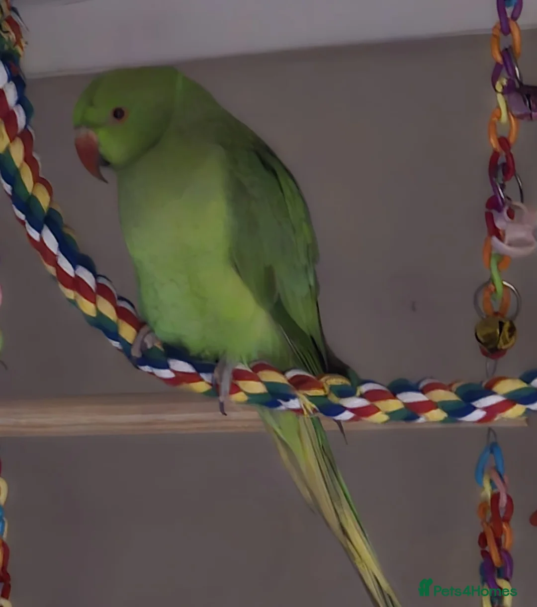 Ringnecks birds for sale: Ringneck/cage in Loanhead - Advert 1