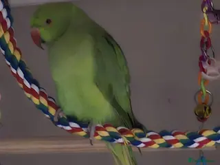 Ringnecks birds Ringneck/cage - Advert 1