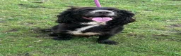 Cockapoo dogs for sale: Stunning Merle Cockapoos. Fully health tested in Romsey - Advert 2