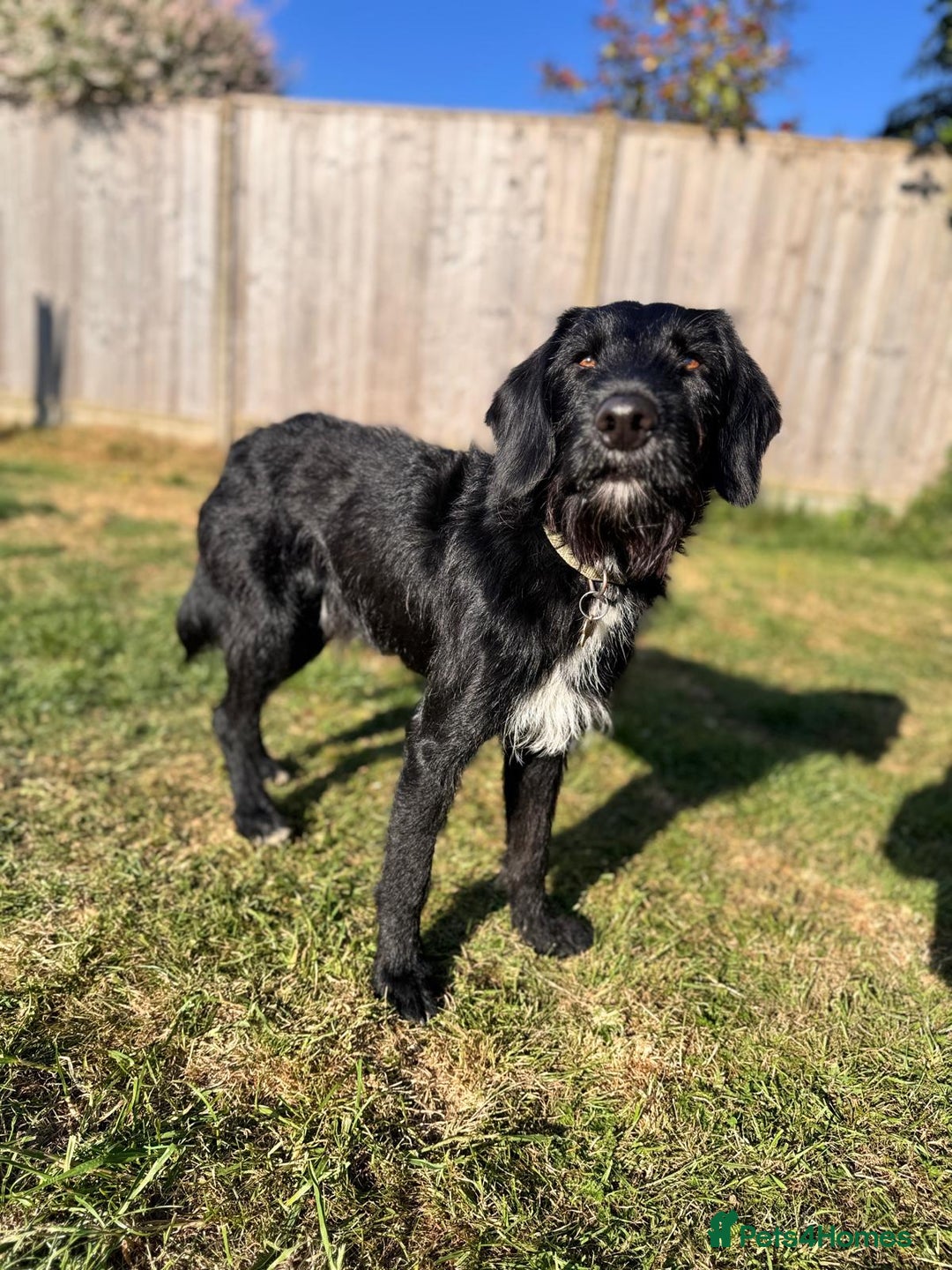 Labradoodle dogs for stud: F1b Miniature Labradoodle (Fully Health Tested) - Advert 11