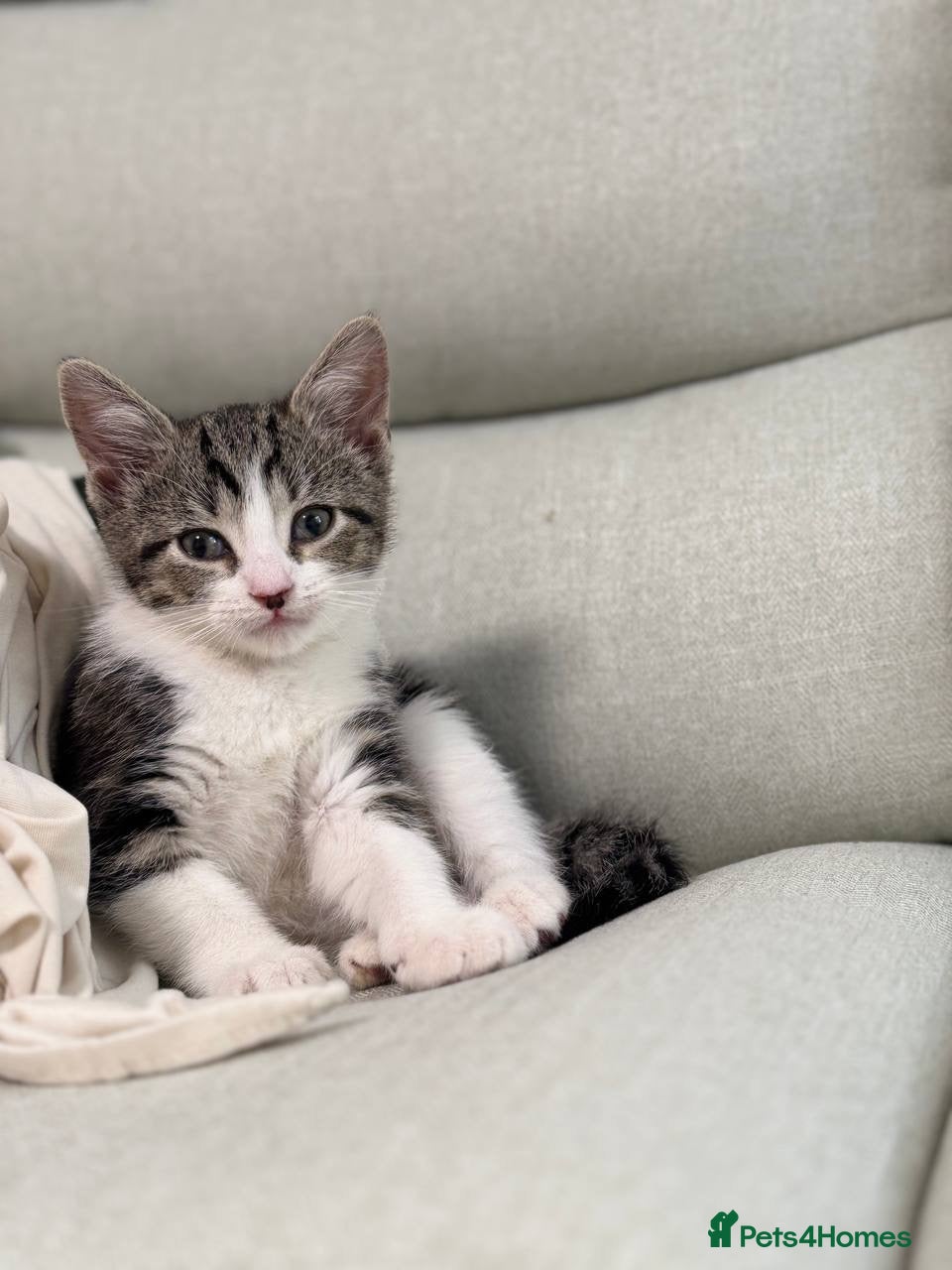 Domestic Shorthair cats Kitten for sale - Advert 1