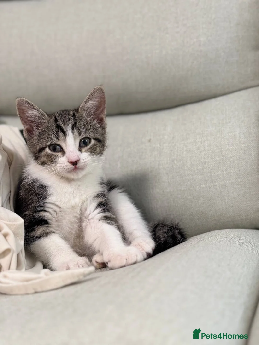 Domestic Shorthair cats for sale: Kitten for sale in Brierley Hill - Advert 1