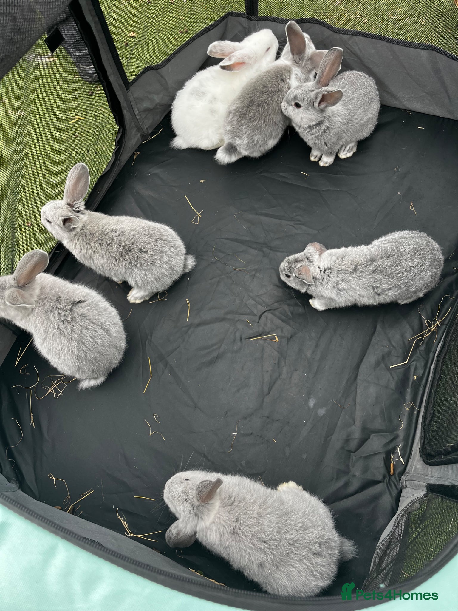 Mini Lop rabbits Beautiful Lop ear Rabbits - Advert 2