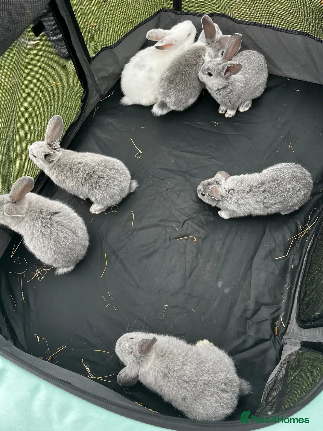 Mini Lop rabbits for sale: Beautiful Lop ear Rabbits - Advert 2