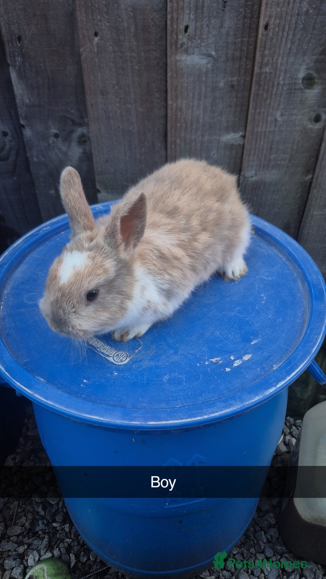 Lionhead rabbits for sale: Lionhead Baby Rabbits 8 weeks (Friendly) - Advert 4